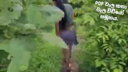 kaaleta adda kaallla